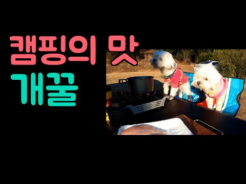 [<strong>Maltese</strong>] 458탄.캠핑의 맛을 알아버린 강아지들