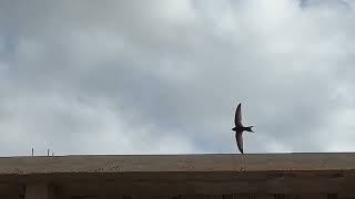 Nesting Swifts