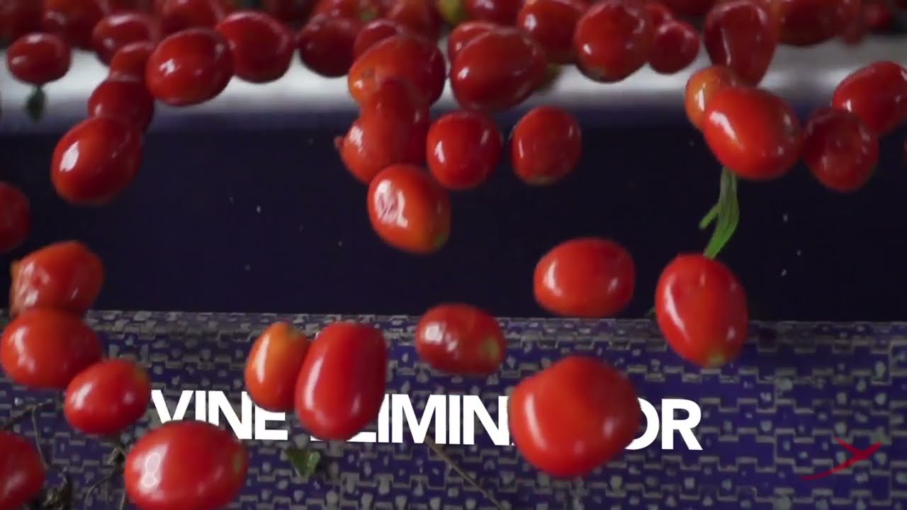Tomato sorting with Raynbow HS | RAYTEC VISION SpA