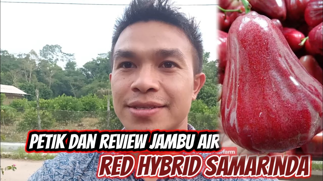 PETIK DAN RIVIEW JAMBU AIR RED HYBRID SAMARINDA