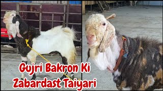 Gujri Bakron Ki Zabardast Taiyari H2 Goat Farm Bhiwandi Padgha