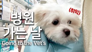 eng) Korean Puppy Vlog | Vaccinating My Puppy | First Visit to The Vet | Q&A for Beginners
