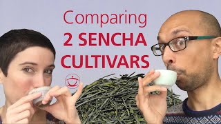 Comparing Two Sencha Cultivars:  Okuhikari vs. Sakuramidori