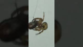 spider eating potato bug