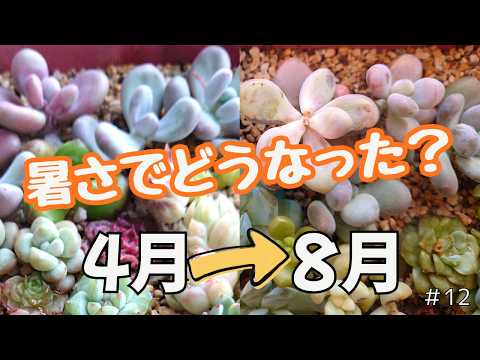 多肉植物】ネット販売のお知らせ1月27日20時から！ - YouTube