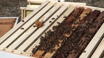 moving 5 frame nuc to 10 frame and setting up deep with feed