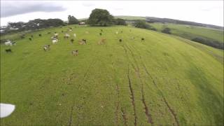 Tocando gado com Drone  - GoPro