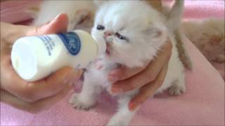 Six little kittens drinking milk