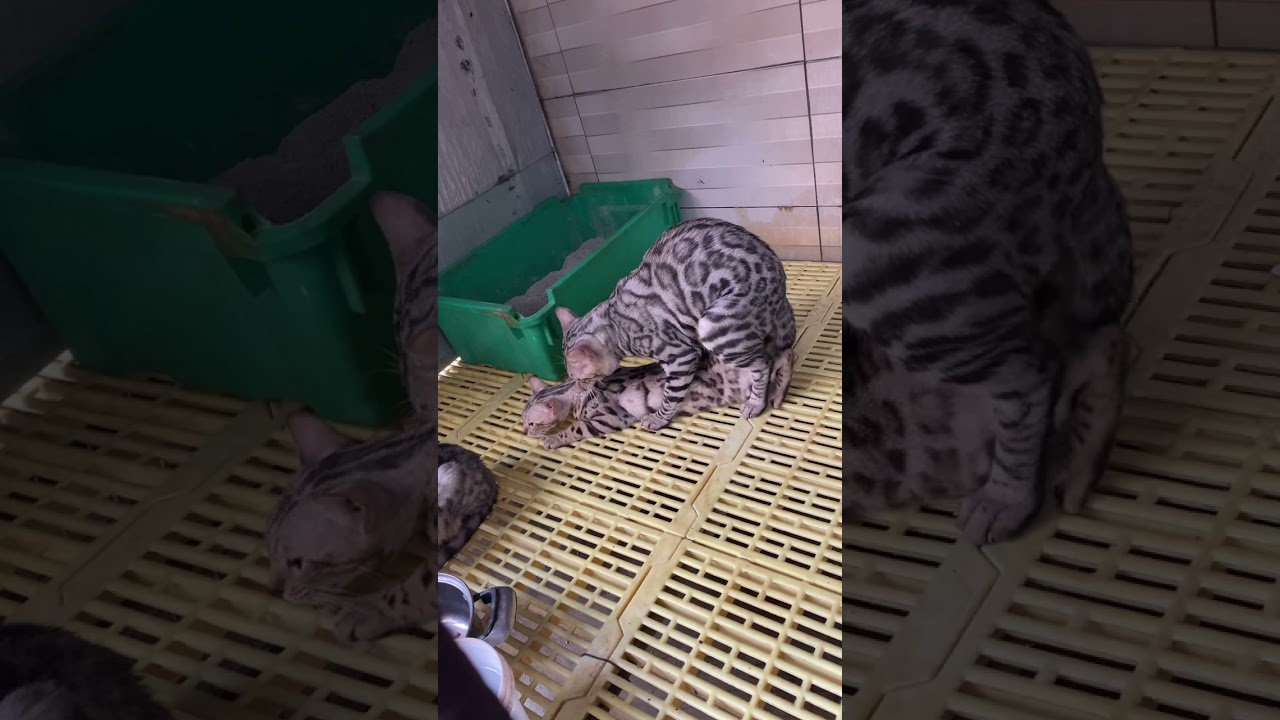 Phối giống mèo bengal Silver