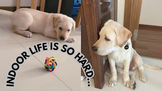 Dur Dur D'être Bébé - A Labrador Puppy’s Indoor Life Challenge