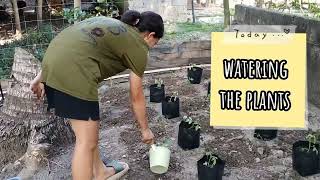 HOME IMMERSION: GARDENING - A VIDEO DOCUMENTATION IN NSTP