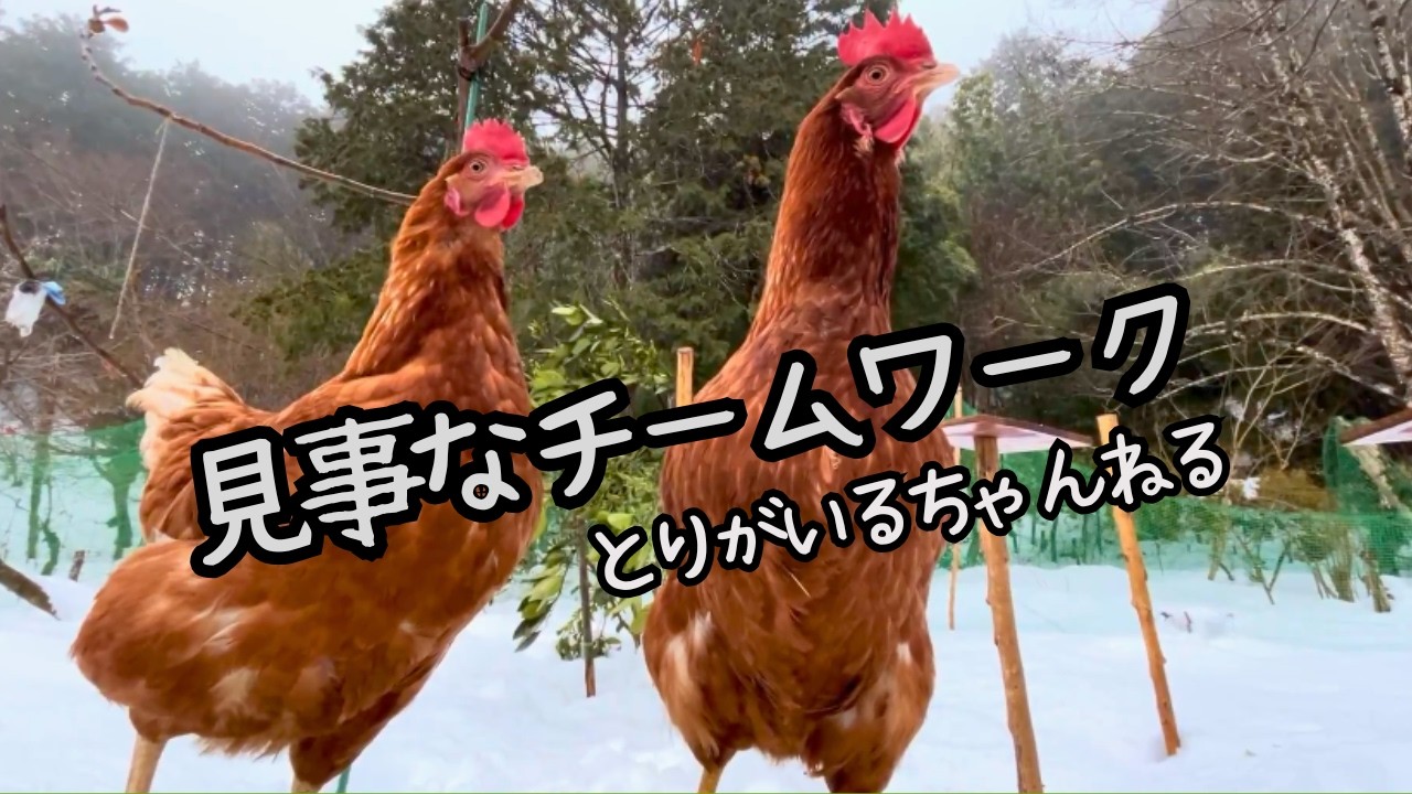 第35羽 にわとりたちの見事なチームワーク#とりがいる #ニワトリ #chicken