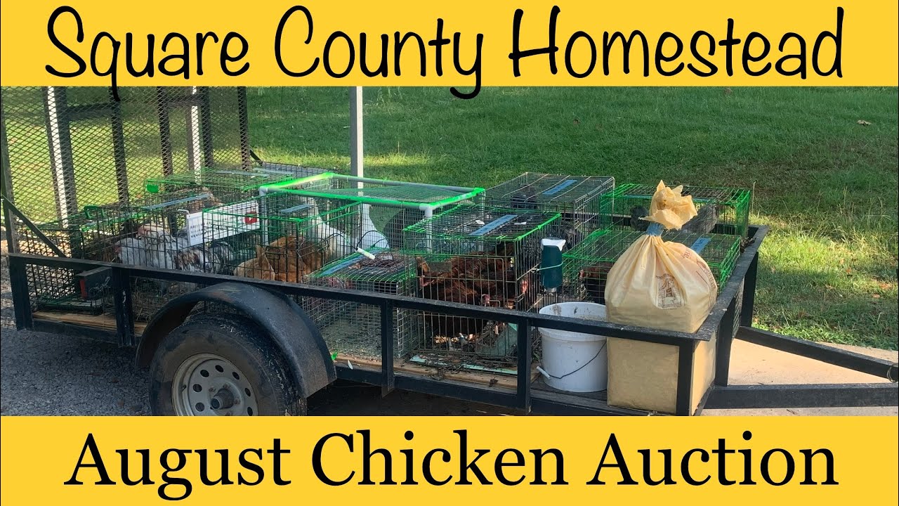 Is it a Seller’s Market at the Chicken Auction? YouTube