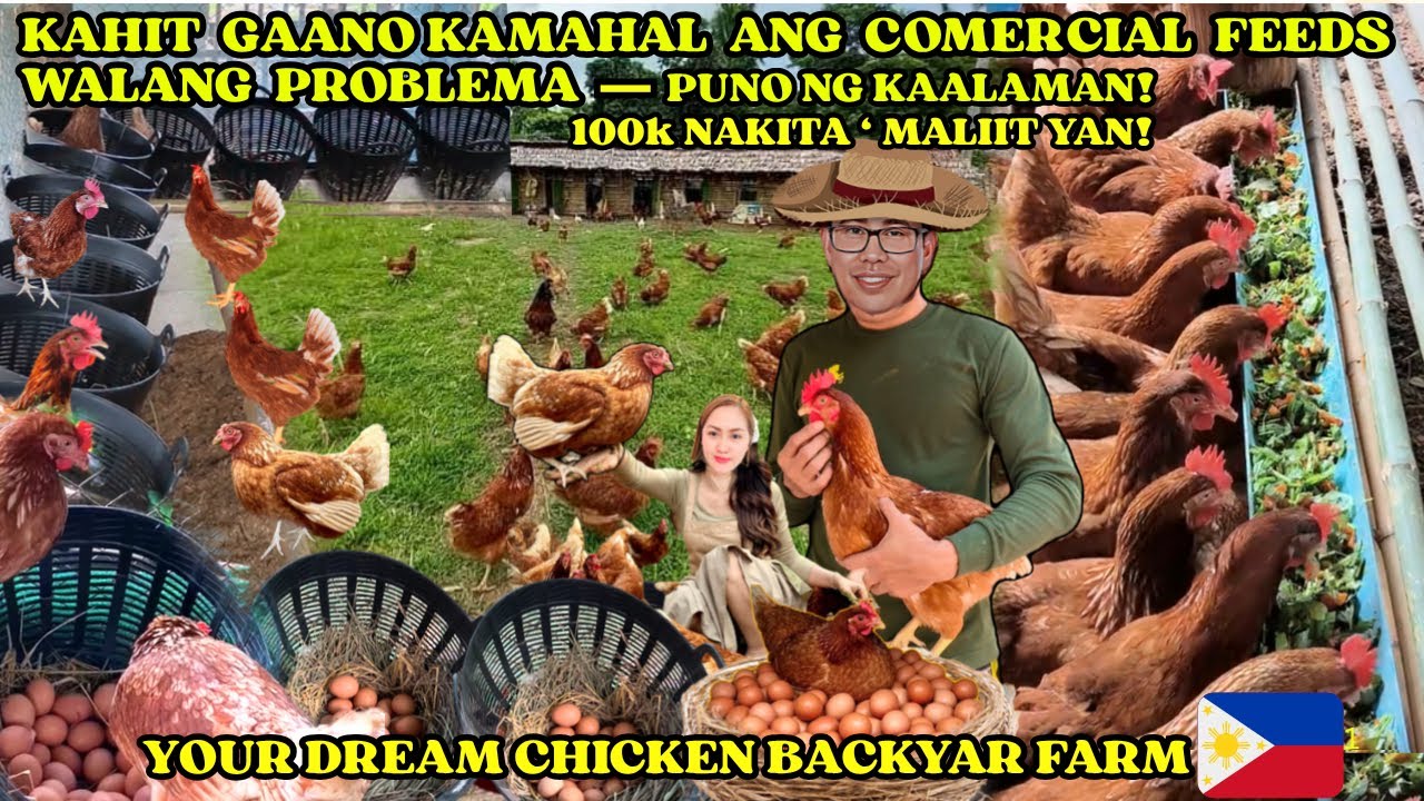 PANGARAP MO NA CHICKEN FARM / KAHIT GAANO KAMAHAL ANG COMERCIAL FEED WALANG PROBLEMA |  FARMERS IDEA