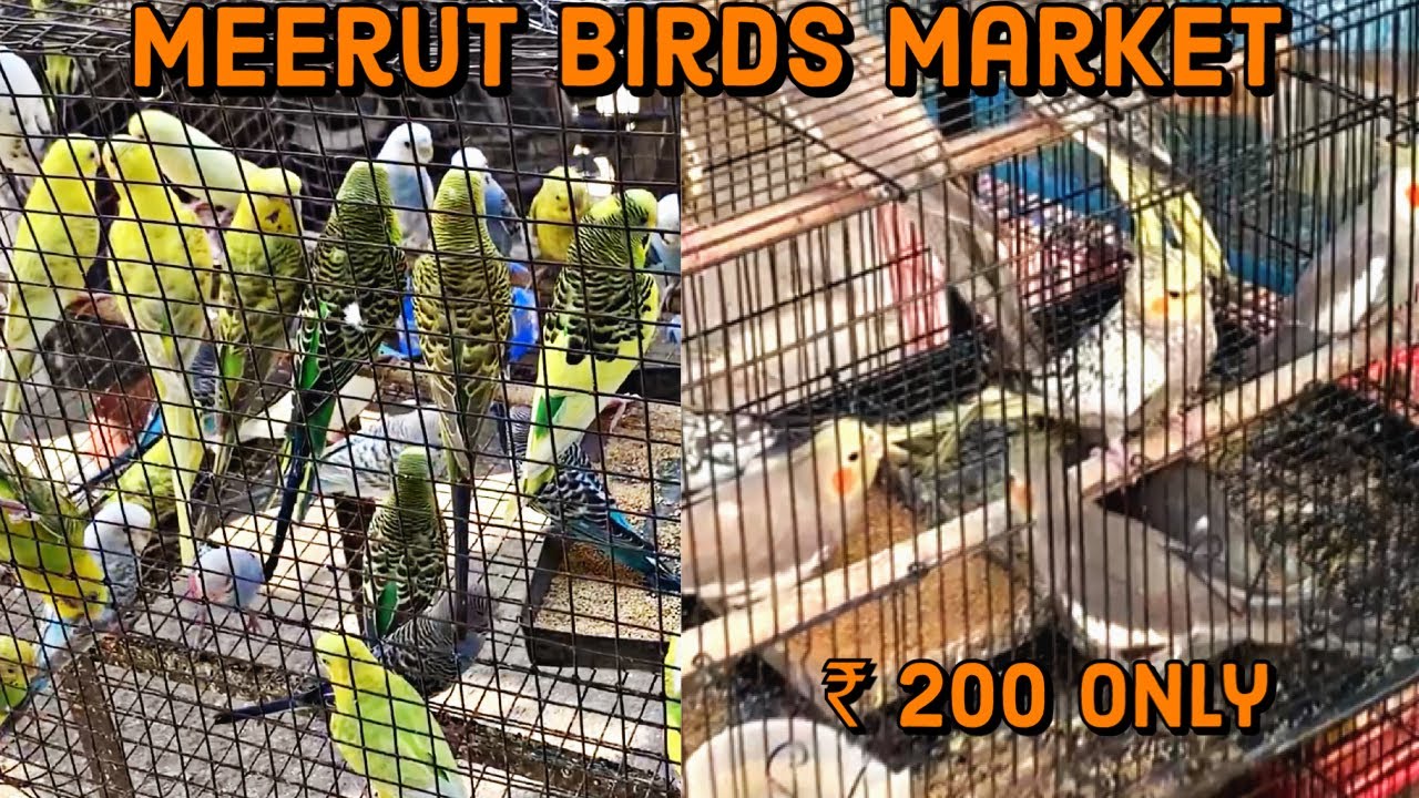 Meerut ki Birds Market Mai gye | Meerut Mai Milti Hai Sasti birds | Budgies , Cocktail bird , 200/-