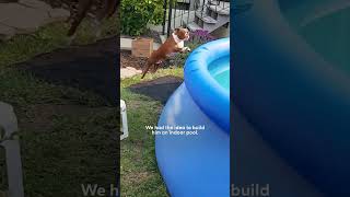 This Pup Is So Obsessed With His Pool The Dodo