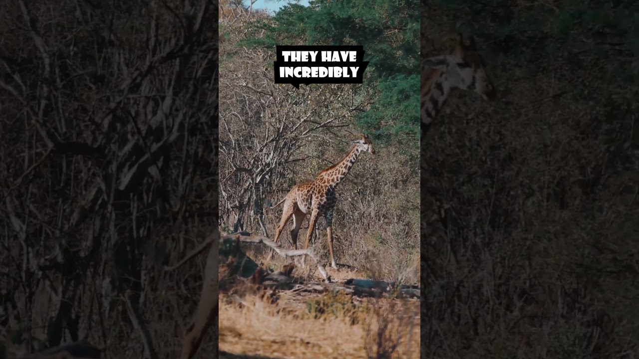 The Gentle Giants: Incredible Facts About Giraffes!