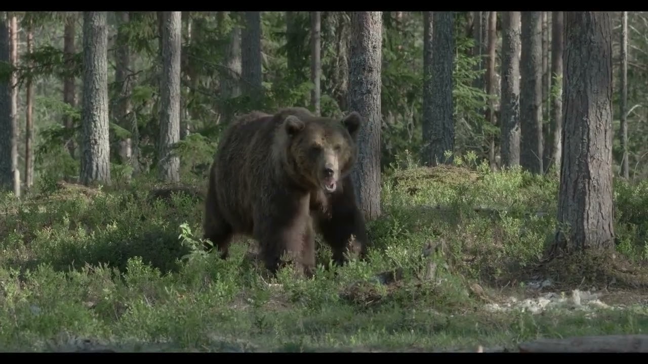 b-y-k-boz-ayi-ormanda-dola-an-b-y-k-ayi-a-big-brown-bear-walks-in-the