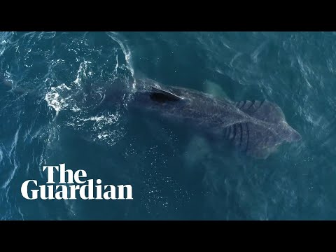 Basking sharks seen in California for the first time in decades – video - Basking sharks seen in California for the first time in decades – video