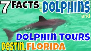 Facts about Dolphins and Dolphin Tours in Destin Florida