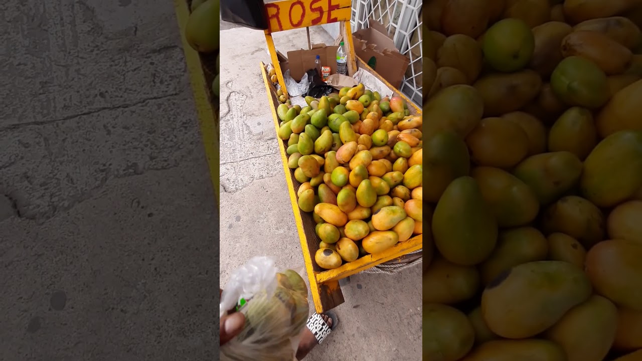 It's Mango Time In Jamaica😍😍