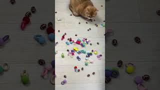 Cute Cat ASMR Moments  Relaxing &amp; Stress Relief Video #viralvideo #cat #asmr