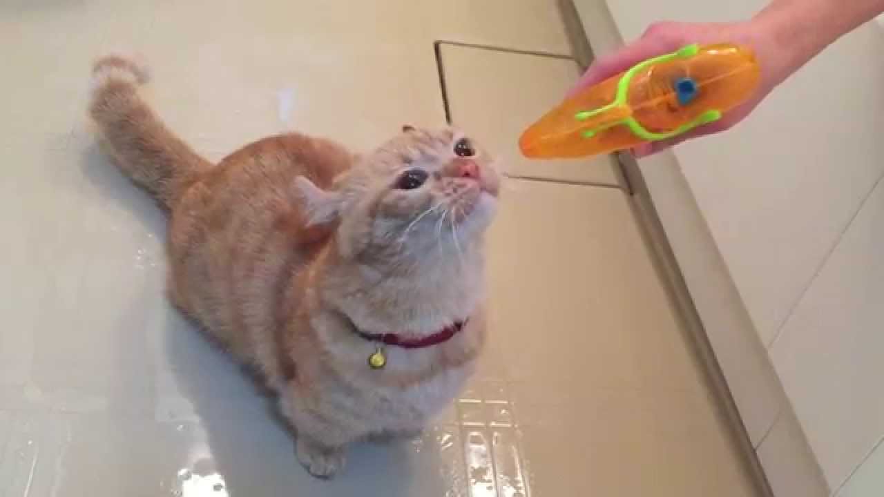 水鉄砲に立ち向かう猫 - YouTube