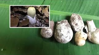 EP.100 White mangrove mushroom, big as a ducks egg Collect mushrooms