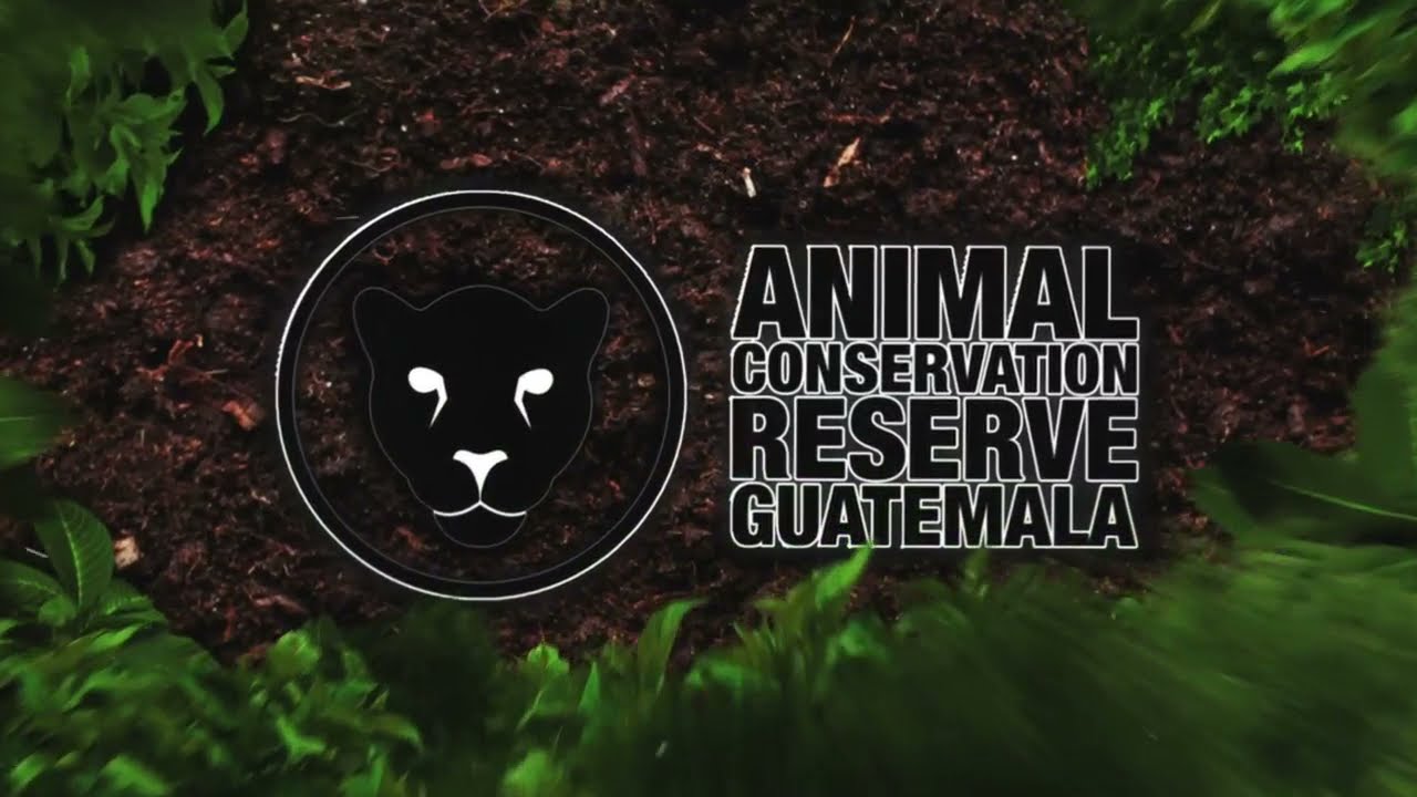 Conservación de las Guacamayas - Grupo Campollo y FAE