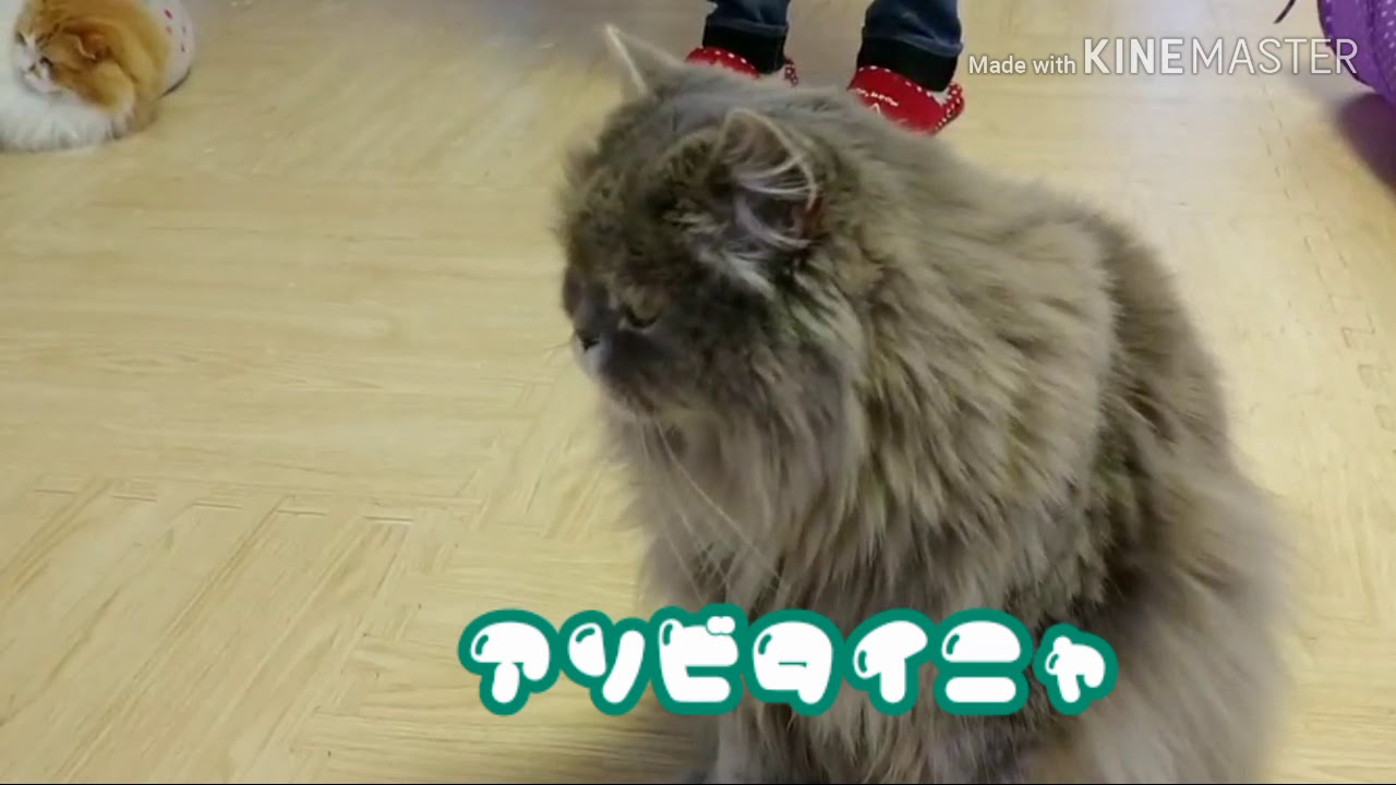 猫カフェmimiのニャンコ達 Youtube