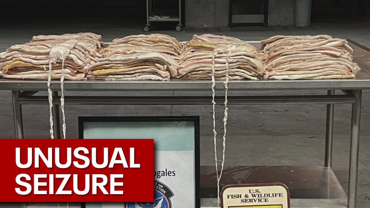 $2.7 million fish bladder seizure in Arizona