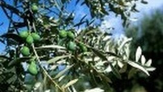 Lolivier Olea Europaea