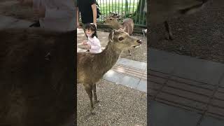 奈良公園まで鹿に会いに行ってきた【ゴールデンウィーク】NARA deer park #shorts