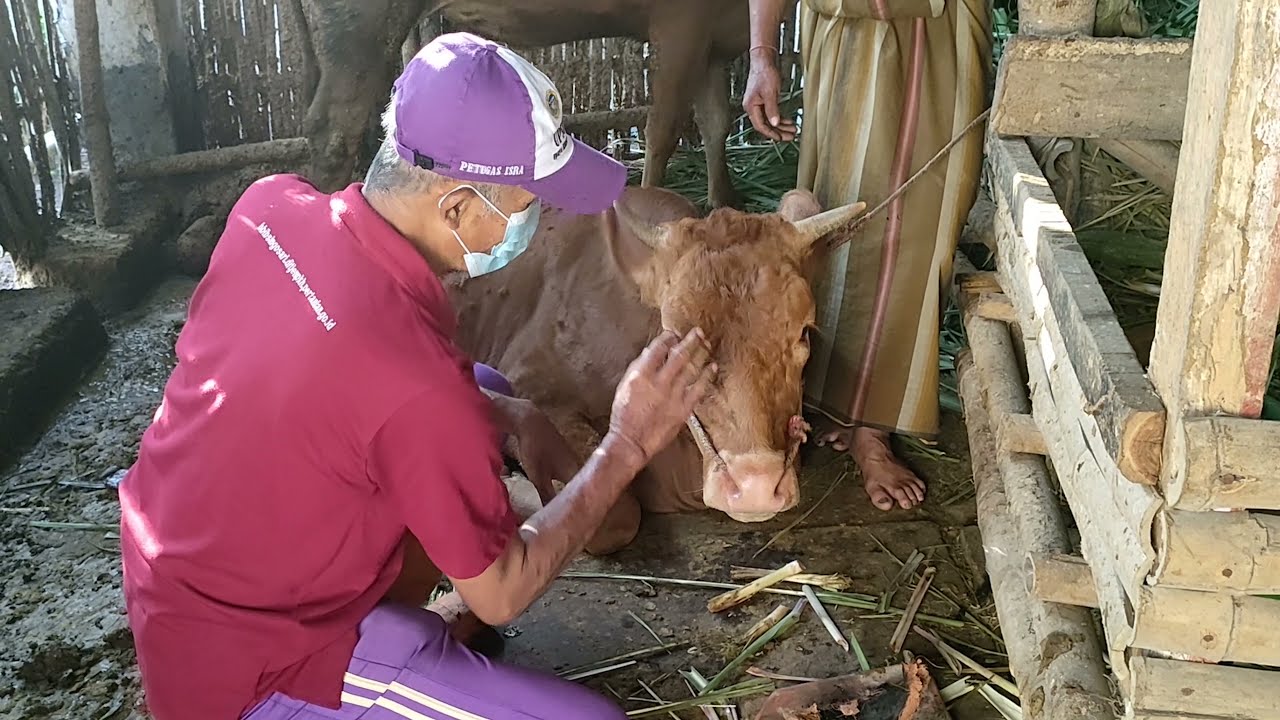 Penanganan Sapi Demam Tiga Hari Yang Ambruk (Bovine Ephemeral Fever In Cattle)