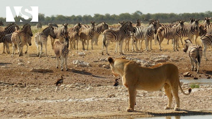 SAVANA AFRICANA | Il Ciclo Letale della Vita sulla Terra Più Selvaggia - Documentario Animali