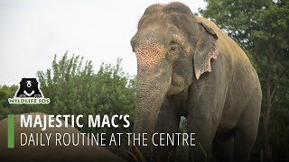Majestic Mac's Daily Routine At The Centre!
