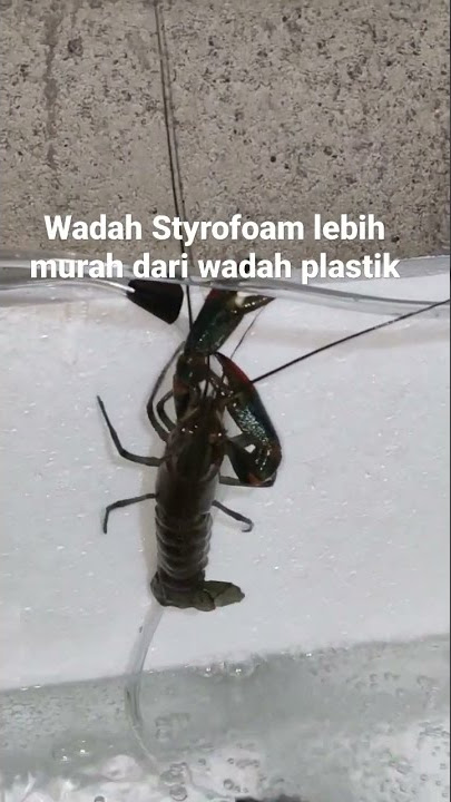 Resiko wadah Styrofoam, Lobster bisa memanjat dan kabur!!!