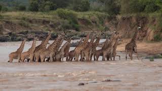 Giraffes crossing the Mara river and this is part 4