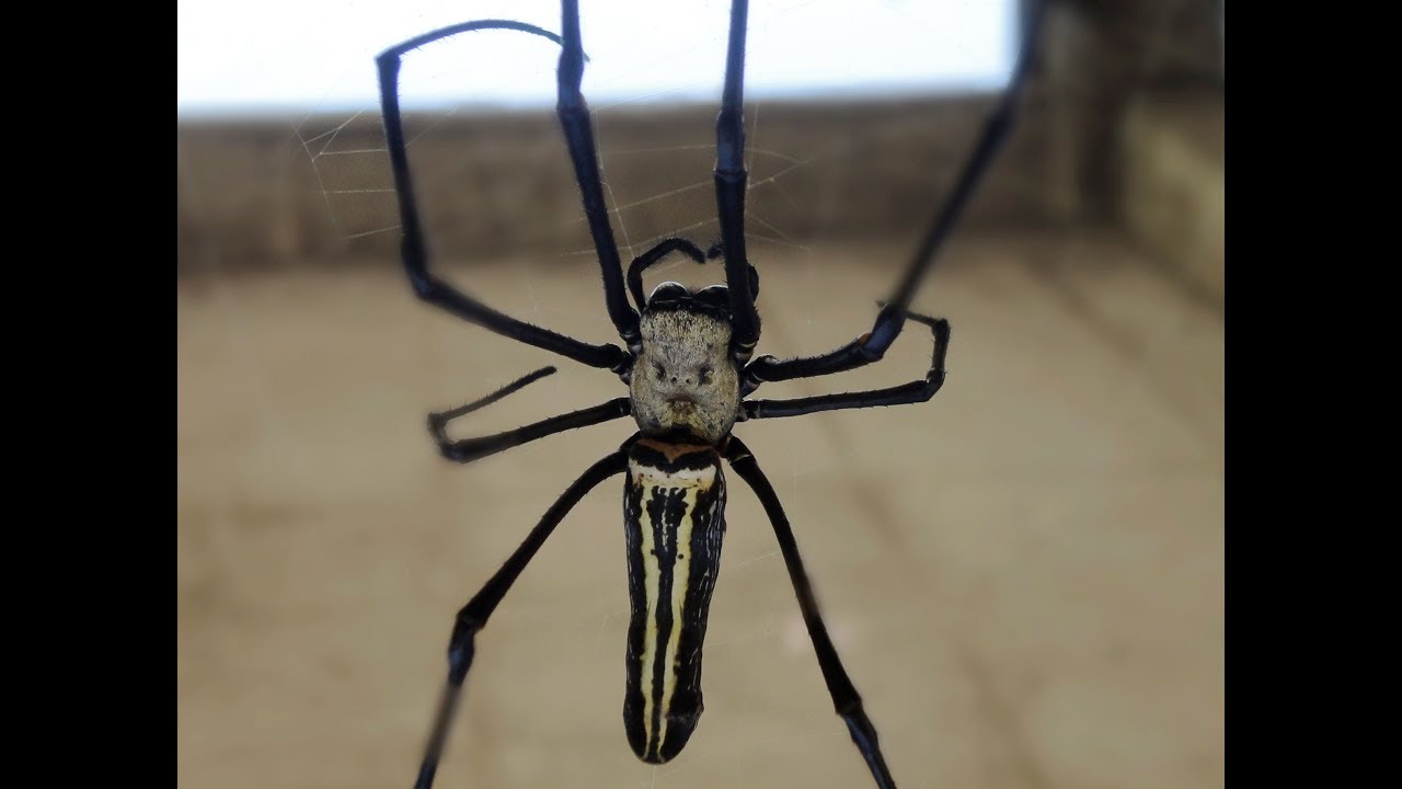 人面蜘蛛 台灣最大型蜘蛛hd Youtube 人面蜘蛛 台灣最大型蜘蛛hd Youtube