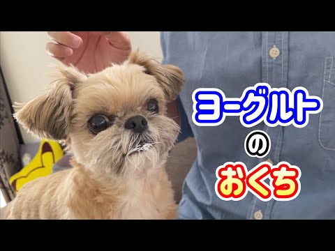 お顔突っ込み！残さずいただきます チワワ×シーズー