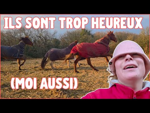 DÉMÉNAGEMENT DE MES CHEVAUX