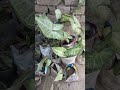 syngonium☘️#organicgardening #garden #plantsofindia #nature #gardenplants #
