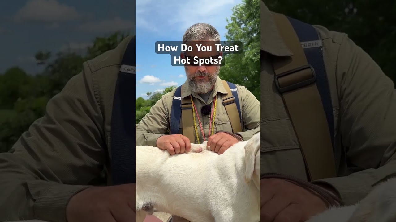 How Do You Treat Hot Spots On Your Dog Puppytraining Shorts