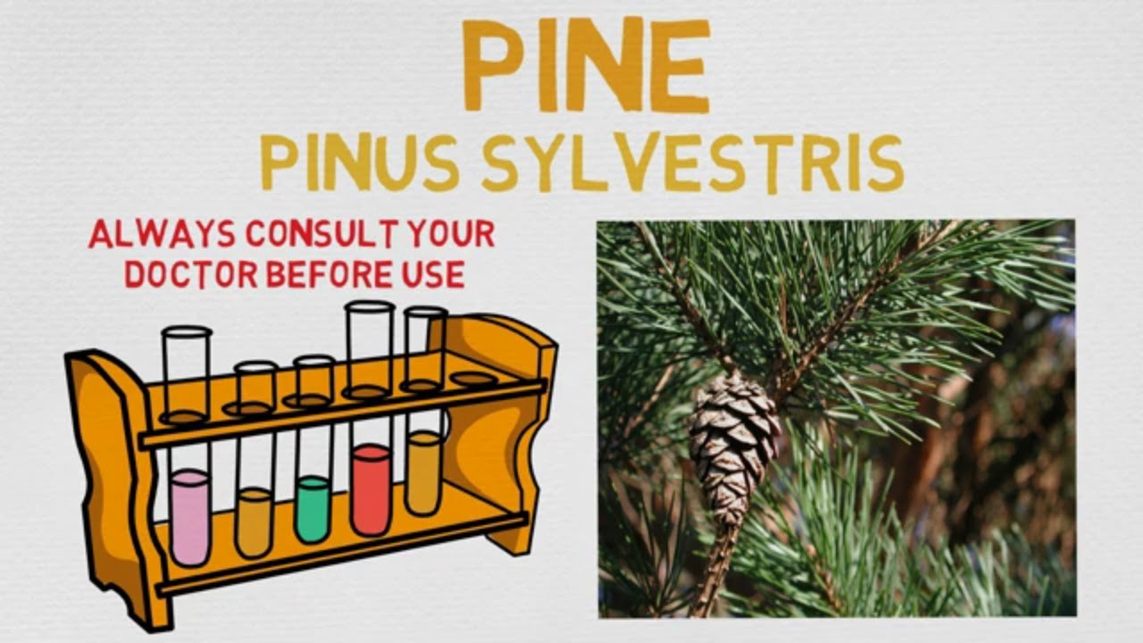Essential Oil Breakdown Pine Oil! Benefits, Uses, and History