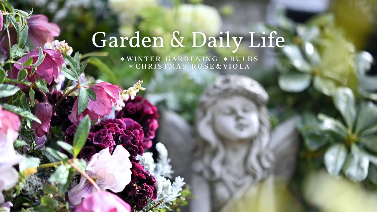 #16【Влог о саде и повседневной жизни】Композиция из рождественской розы и виолы