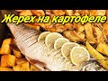 Жерех на картофельной подушке.