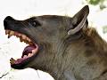 5.2 Why Female Hyenas Have Male Genitals | gender role reversal