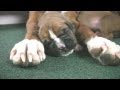 Boxer's Cute But Clumsy Puppies (in HD)