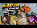 Muștar de casă din semințe negre și albe | Rețetă naturală fără conservanți #natural #estyt