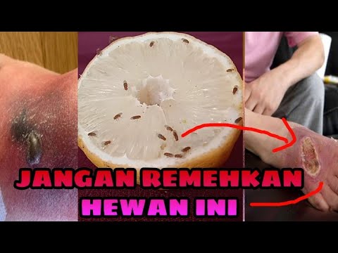 Video: Dari mana agas berasal?